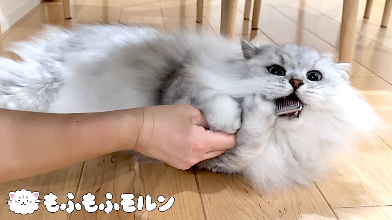 猫のために買ってきたのに早速かじられてしまうこれは‥ 【サイベリアン】