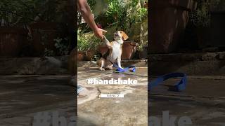 Can beagles learn tricks? Hell yeah ❤ #dogtricks #dogcommand #beagletraining #beagle #dogshorts