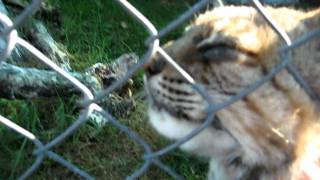 Good Morning, Bobcat.