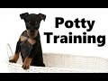 How To Potty Train A Manchester Terrier Puppy - House Training Manchester Terrier Puppies