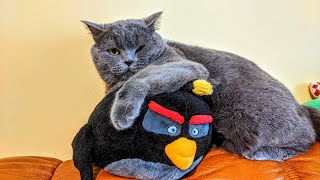 Angry British Shorthair Cat VS Angry Birds by The Famous Tom 670 views 3 years ago 1 minute, 38 seconds