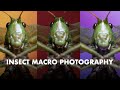 Insect Macro Photography Case Study (Grasshopper)