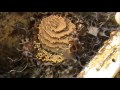 Native Stingless Beehive Rescue Update & Split.