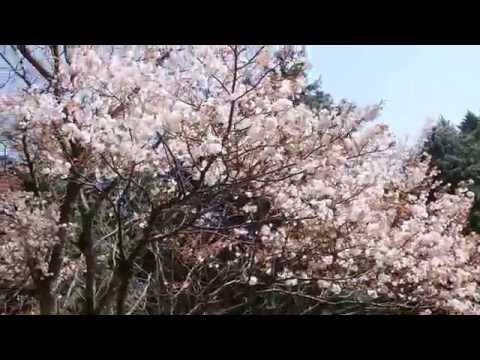 声ヶ乢の桜の風景　岡山県津山市