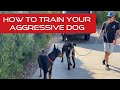 Learn how to touch, correct and reinforce your aggressive dog