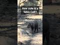 How #cute is a #TakinCalf? #rare #animalshorts #animallovers #bhutantravel #takinzoo #4k