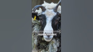 What is a Scapegoat Child in a Narcissistic Family?