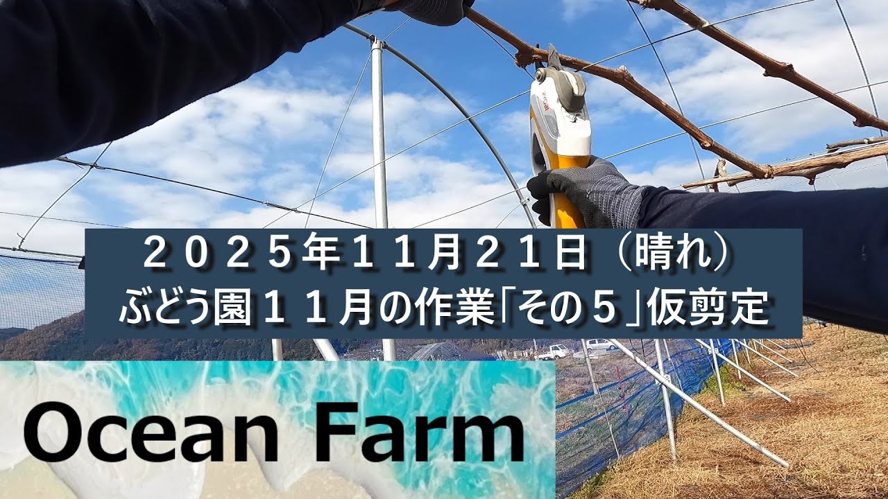 ぶどう園１１月の作業です「その５」仮剪定