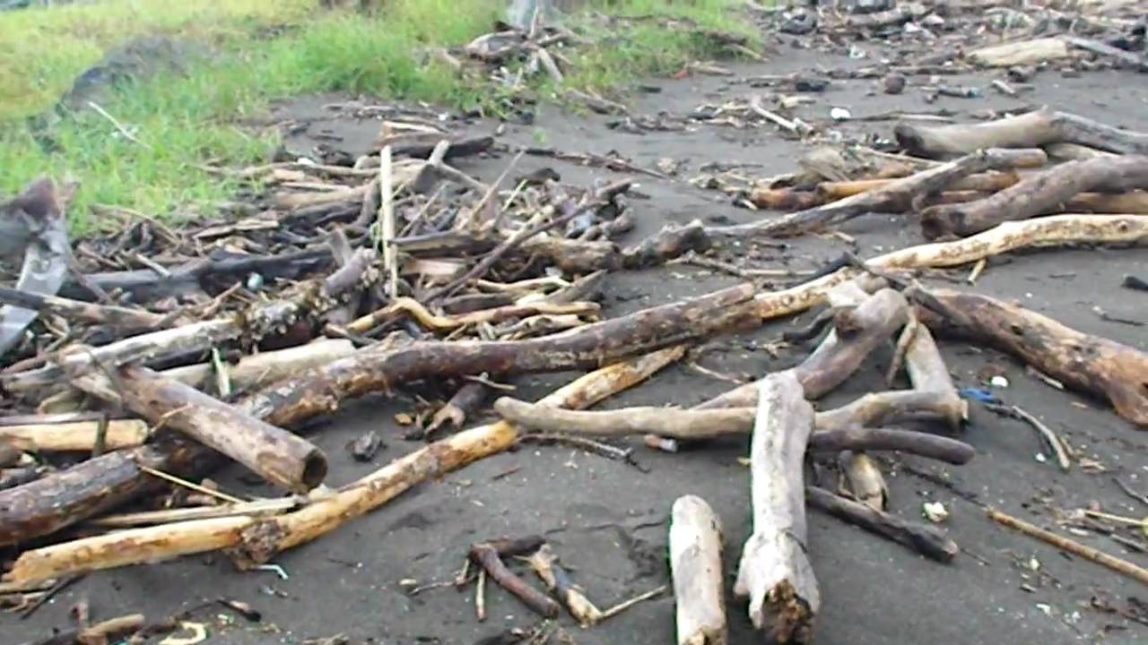 costa maya Collecting driftwood in Puntarenas Costa Rica