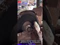Cassava Cutting Machine Fast and Precise for Chip Production#tool