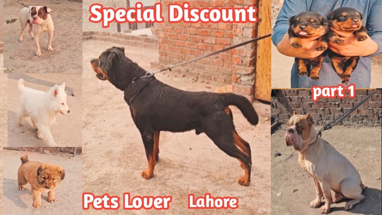 husky puppies | rottweiler puppies | rottweiler dog | labrador dog | english bully | Pets Lover 