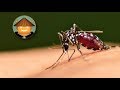 Qué Pasa Con Los Mosquitos l Mini Documental