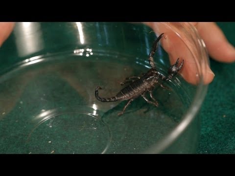 9 Red Claw Scorpion Facts & Care Tips | Pet Tarantulas