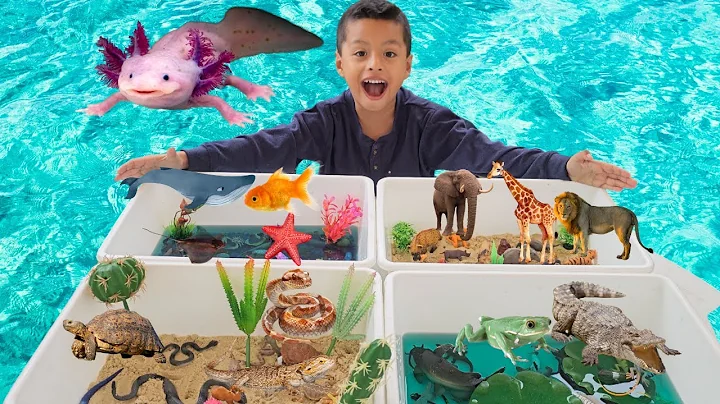 FOUR WORLDS ANIMAL HABITATS DIORAMA | OCEAN, LAKE, DESSERT,SAFARI thumbnail