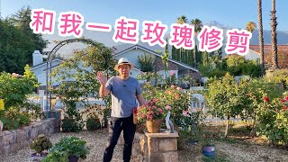 园艺篇 玫瑰修剪月季修剪 您真的会修剪吗 修剪的重要性和注意事项 Youtube