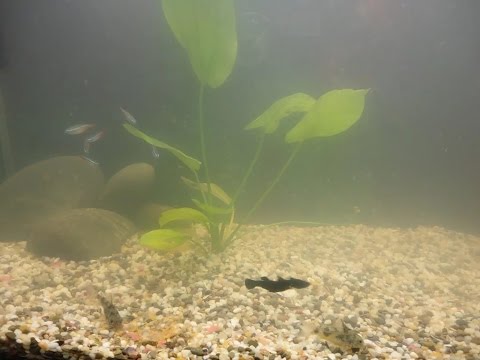 Видео: Как да загреем водата в аквариум