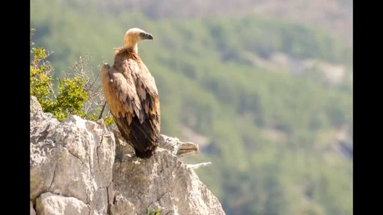 approche d'un vautour fauve