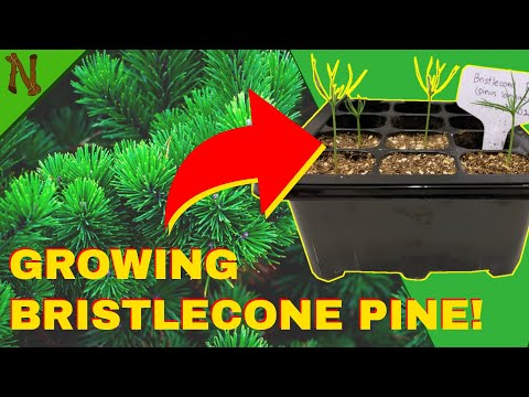 Video: Bristlecone Pine Tree Growing: Impormasyon Tungkol sa Bristlecone Pine Trees