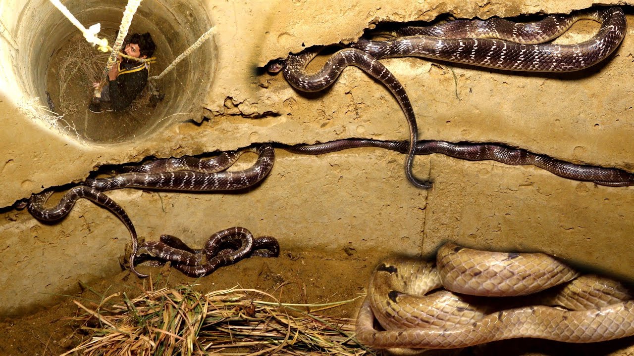 मथुरा जिले में पहली बार पहुंचकर, जहरीले सांपों से भरे कुएं में जाकर कैसे किया रेस्क्यू जरूर देखिए।😱