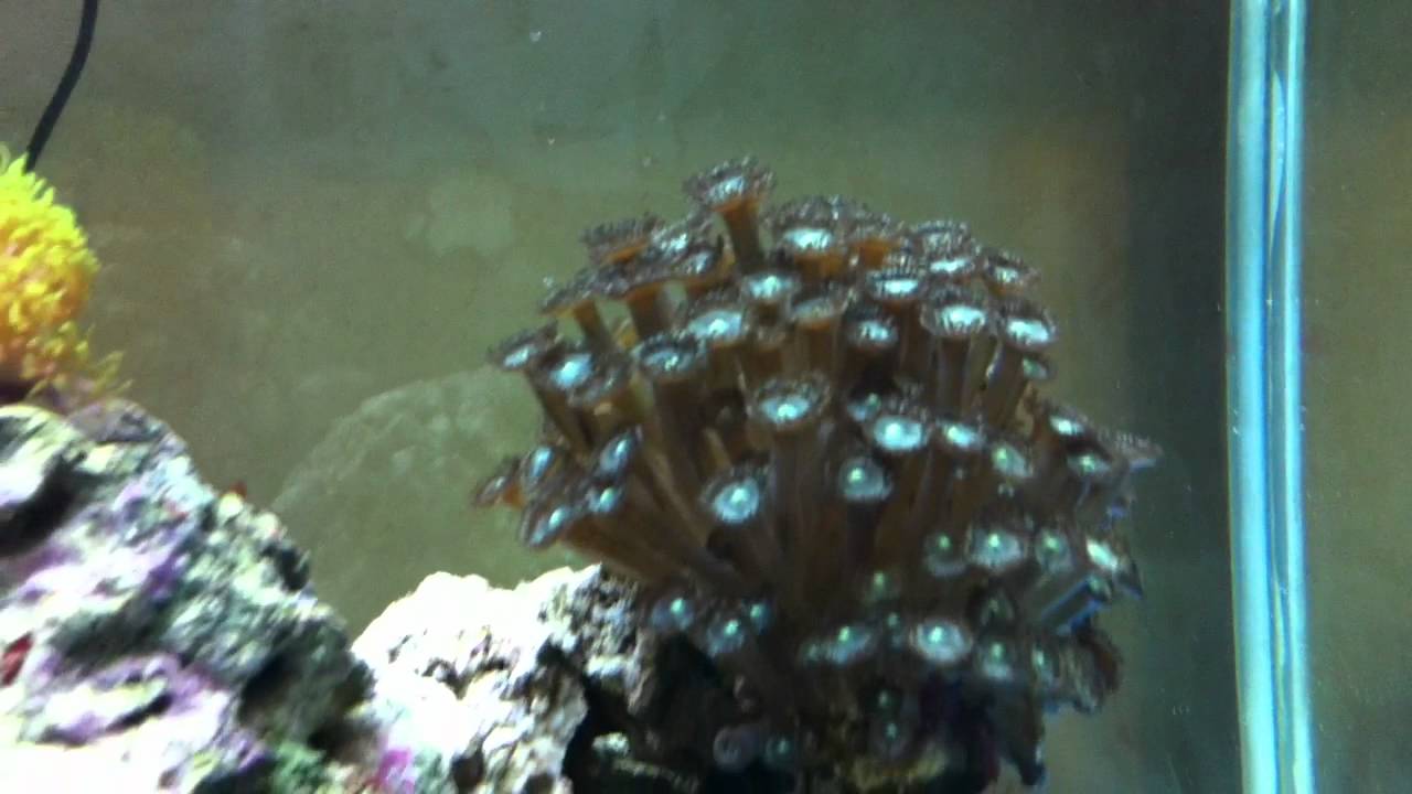 Acquario marino 100 Litri - YouTube