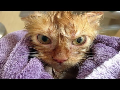 FUNNY CATS 2021 AND OTHER ANIMALS😹10 MINUTES OF LAUGHTER / FUNNY ANIMALS 2021 😹 THE BEST CAT JOKES