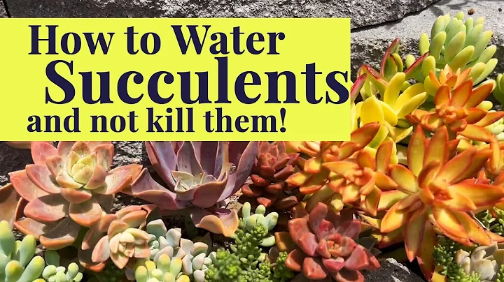 How to Water Succulents | Succulent Care Tips & Tricks - DayDayNews