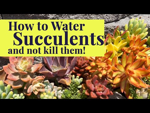 How To Water Succulents | Succulent Care Tips U0026 Tricks