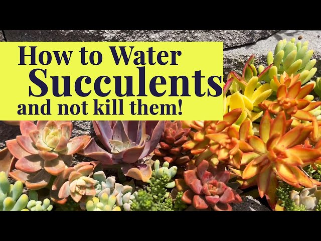 How to Water Succulents | Succulent Care Tips & Tricks class=