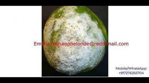 Papaya Fruit Disease Detection Using Image Processing | Papaya Fruit Disease Classification Python
