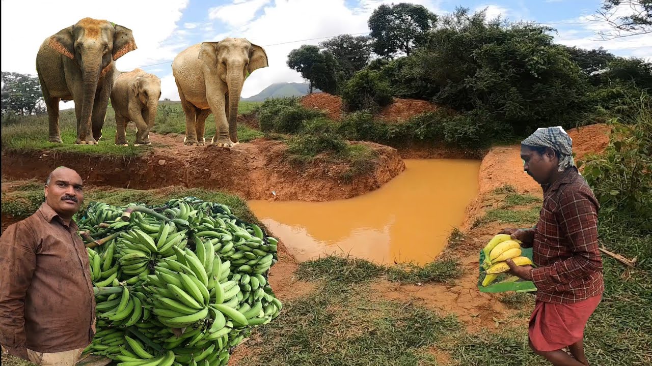 കിടങ്ങുകൾ കീറി ആനകളിൽ നിന്നും കൃഷി സംരക്ഷിക്കുന്ന  ഗ്രാമങ്ങിലൂടെ ...