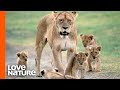 Lion Pride Protects Newborn Cubs from Predators | Predator Perspective