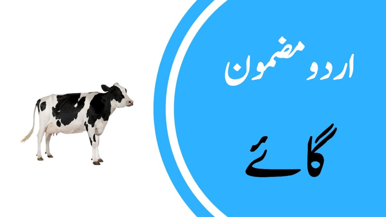 cow in urdu essay