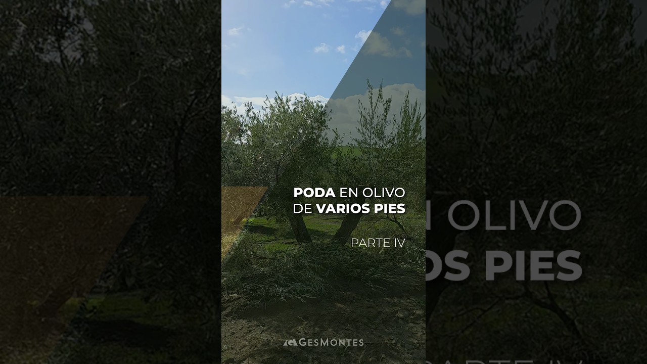 PODA EN OLIVO DE VARIOS PIES - PARTE IV