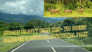 Mysore to Ooty Road Trip via Bandipur and Mudumalai National Park | Pune to South India Road Trip E4
