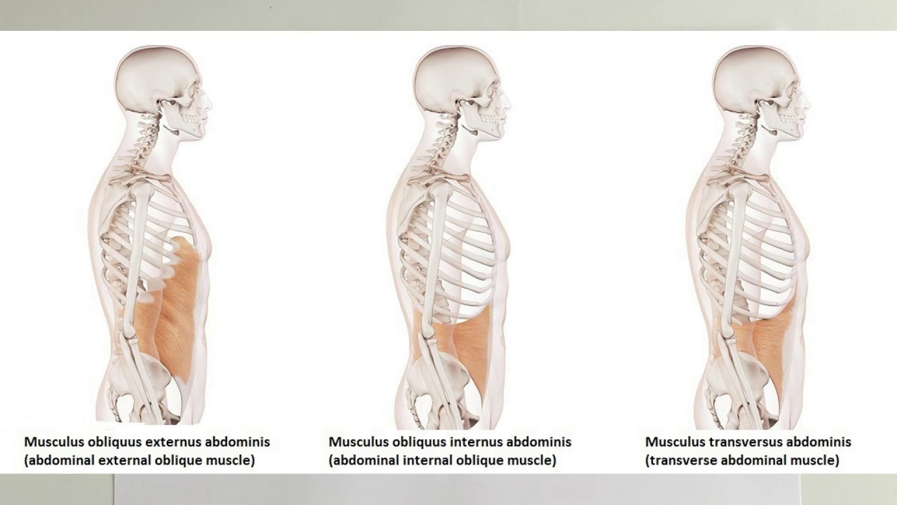 ANATOMİ-21.KONU- Karın Kasları ( Karın Boşluğu)