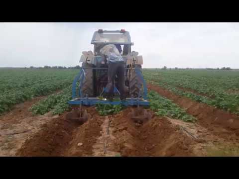 Video: Картошкага кандай татымалдар ылайыктуу