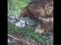 DOUBLE PROTEIN: Alpha Golden Eagle Chick Combines Fresh Prey and Sibling Biomass ⚡🦅 #eagle