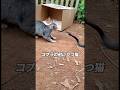 猫 vs 蛇、どうなる？