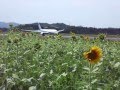 ひまわりと飛行機