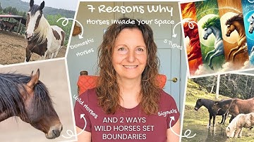 7 Reasons Why Horses Invade Your Space (and 2 Ways Wild Horses Set Boundaries)