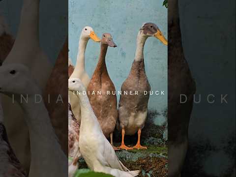 Indian Runner Duck❤️ #farmlife #duckfarm #duck