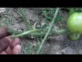 Pruning and Staking Tamotoes: Organic Gardening &amp; Vegetables