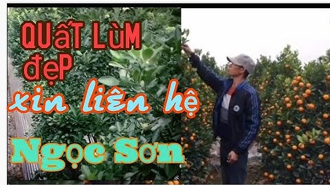 quất lùm quất tết giá cả xin liên hệ chủ vườn: 0986866845