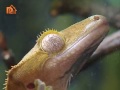 Содержание реснитчатого геккона бананоеда