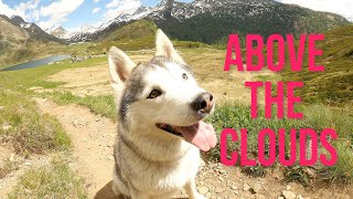 Above the clouds | Siberian Husky running and swimming on SWISS ALPS | Lake Ritom hiking adventure