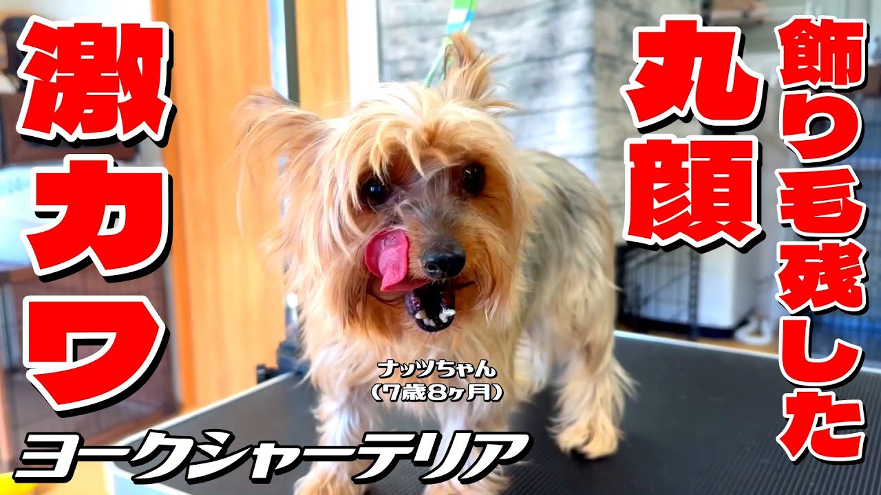 スッキリ激カワに変身！】7歳8ヶ月のヨーキー・ナッツちゃん