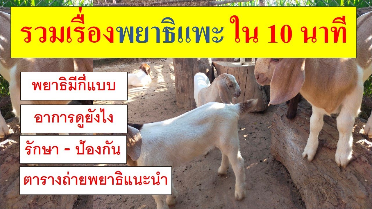 รวมเรื่องพยาธิ ใน 10 นาที พยาธิมีกี่แบบ อาการ การรักษา  ป้องกัน ตารางถ่ายพยาธิ (ท้ายคลิปมีรวมตัวยา)