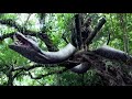 小伙作死砸碎巨蛇蛋，遭到巨蛇狠狠追杀！ 【蛇岛狂蟒 Snake Island Python】 | 惊悚/灾难 | 经典大本营