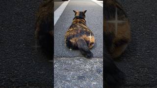 Stray Calico Cat #cute #animal #cat