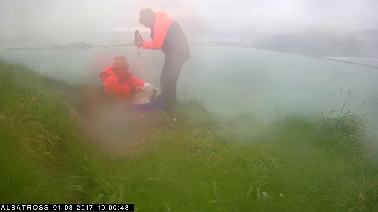 dunedin railway #RoyalCam 2017 highlights: Weigh in (1 August)